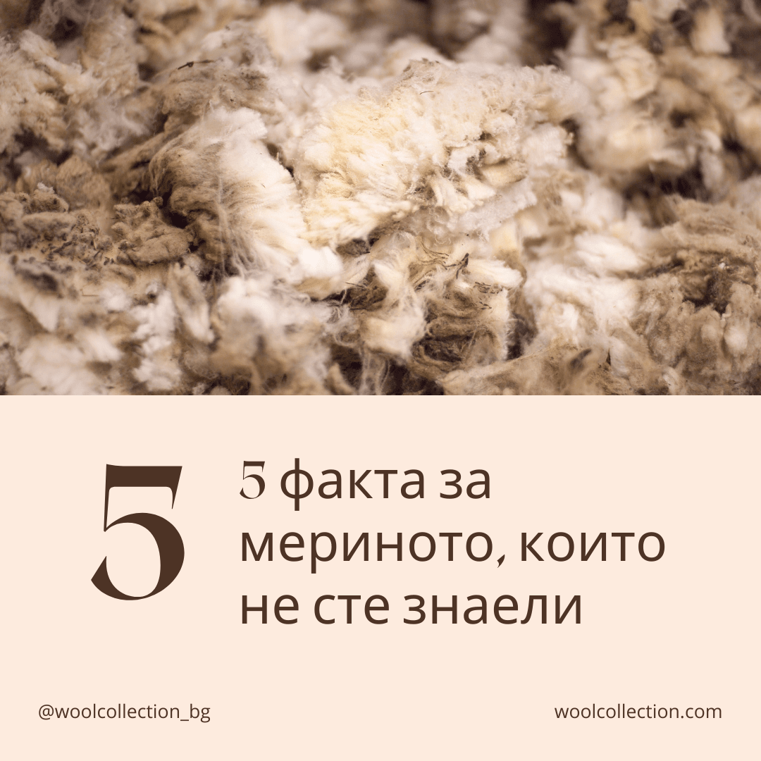 5 факта за мериното, които не сте знаели